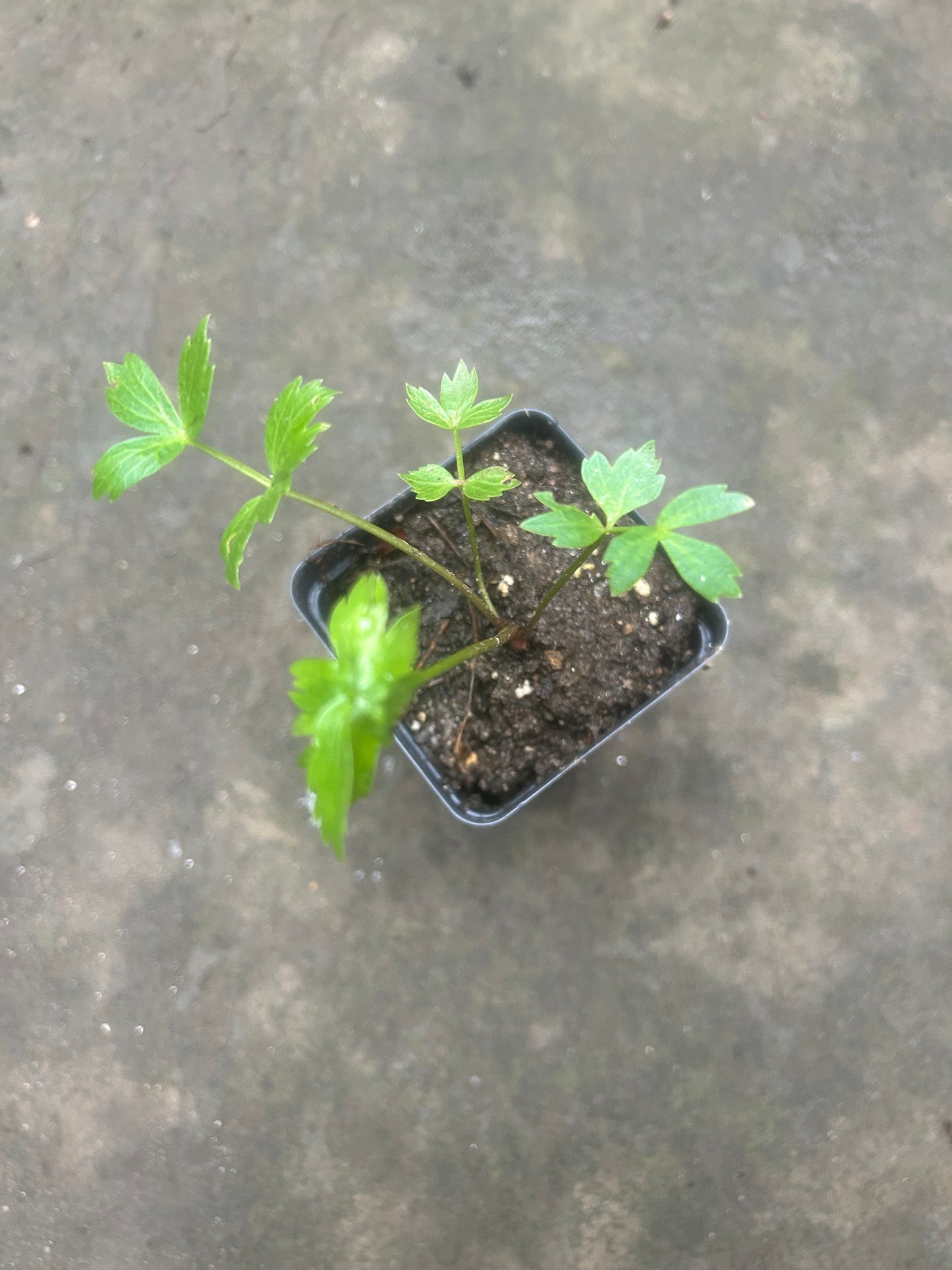 Lovage Plants, Perennial Herb, Full Sun