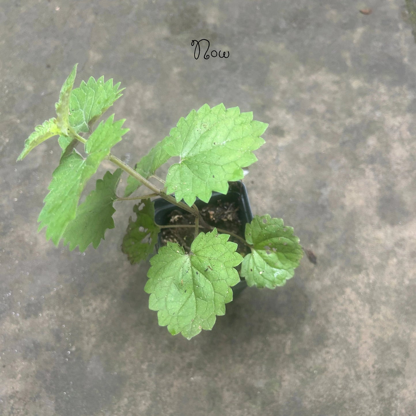 anise seedling