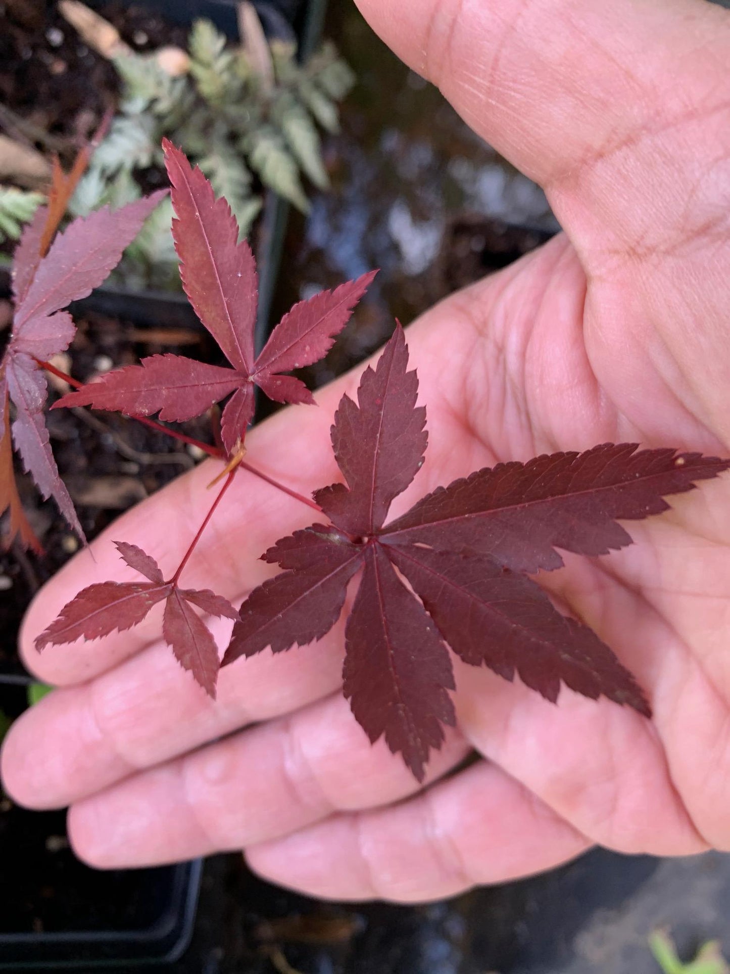 Japanese Maple Leaf