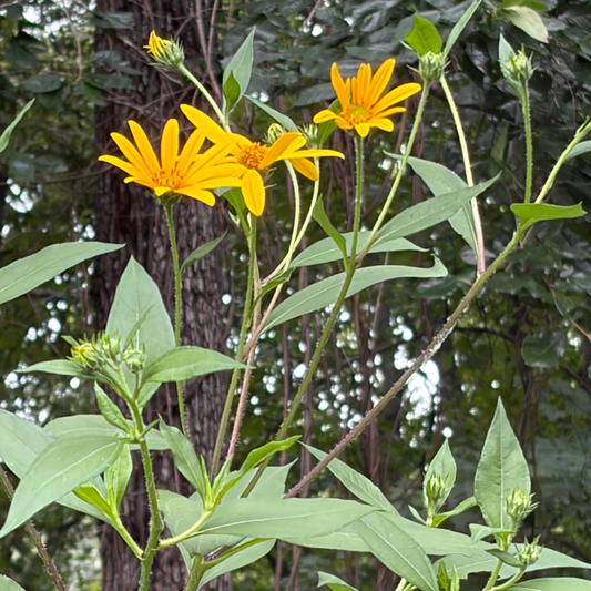 Jerusalem Artichoke (Helianthus tuberosus) Live Plants – Sunchoke, Edible Perennial, Zones 4–9