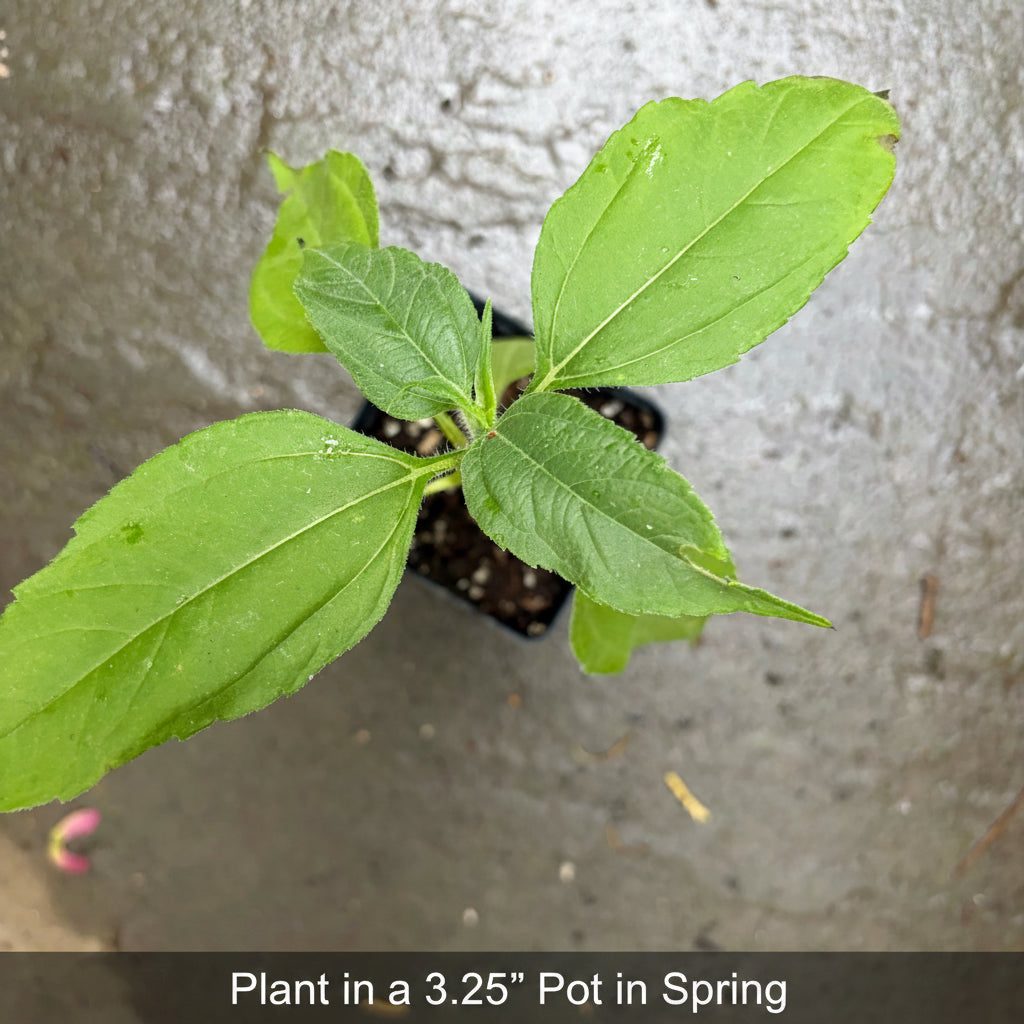 Jerusalem Artichoke Plant