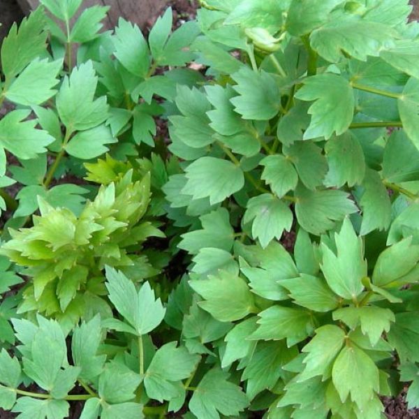 Lovage Plants