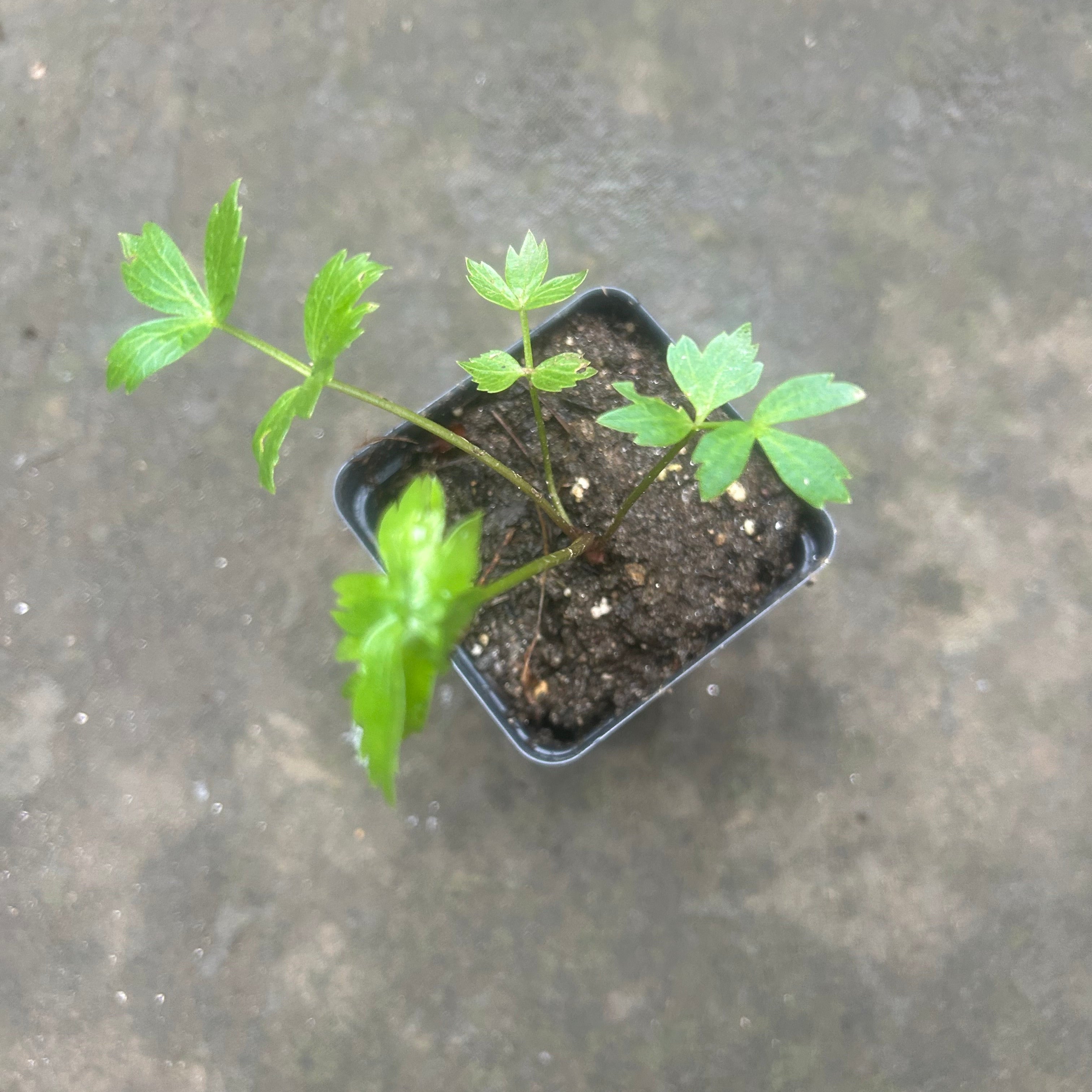 Lovage Seedling in 2.5" Pot