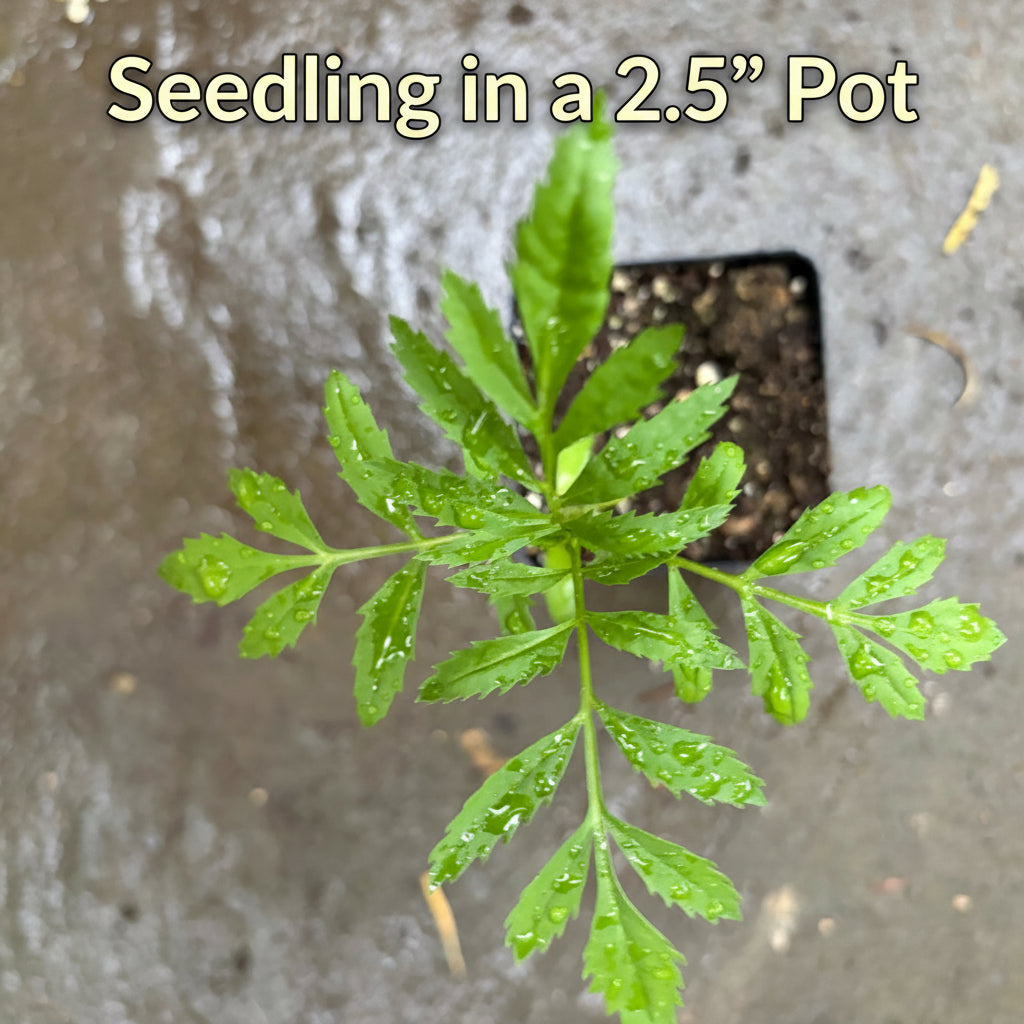 Marigold in a 2.5" pot