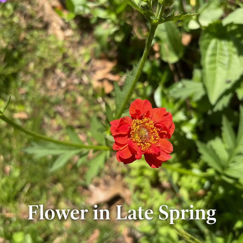 Mrs. Bradshaw Flower