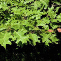 Northern Red Oak Leaves