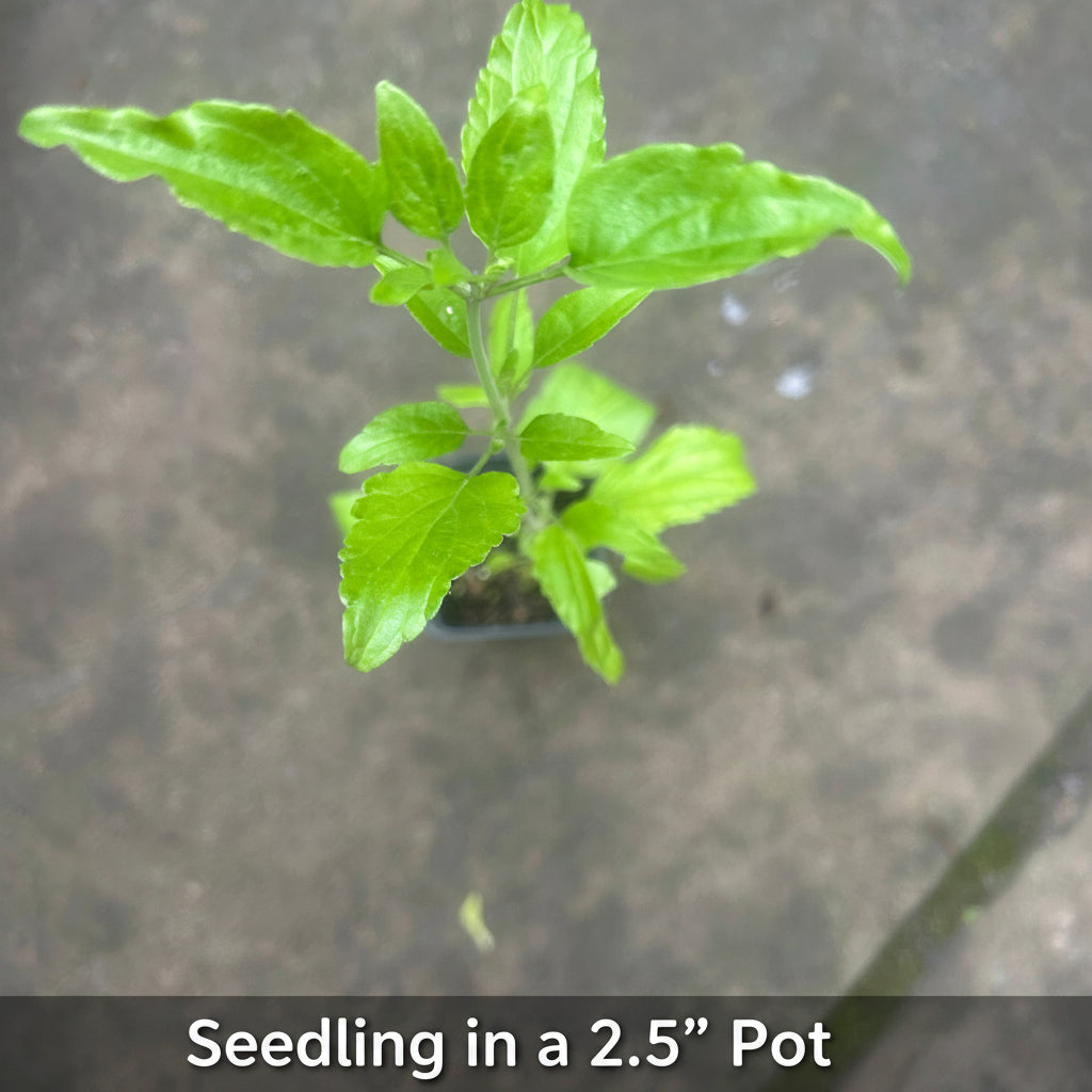 Sirius Blue Sage Seedling in a 2.5" Pot
