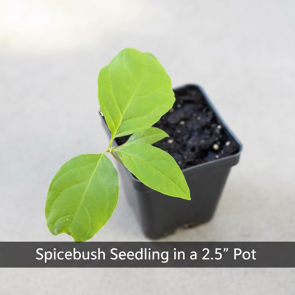 
Spicebush Seedling in a 2.5" Pot
