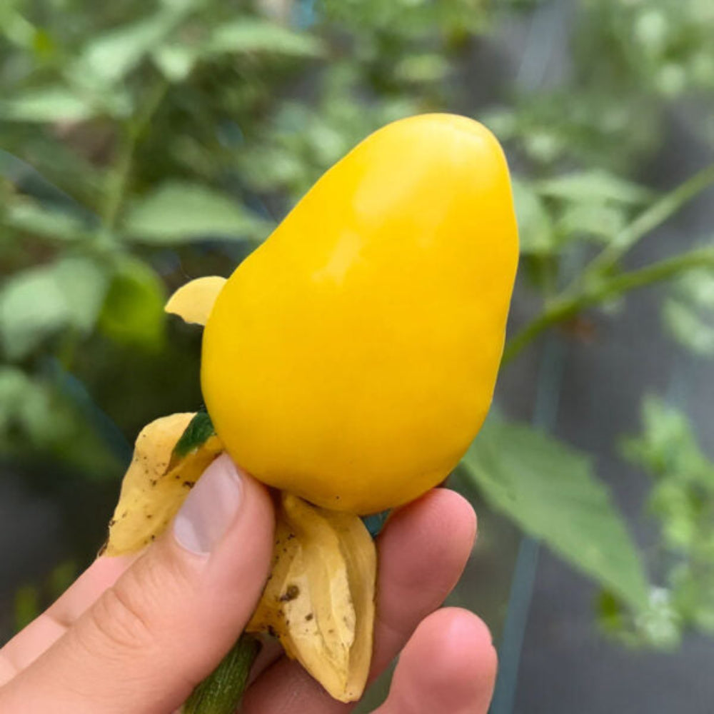 Tomatillo Queen of Malinalco Fruit