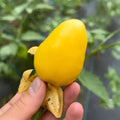 Tomatillo Queen of Malinalco Fruit