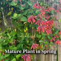 Trumpet Honeysuckle on Fence