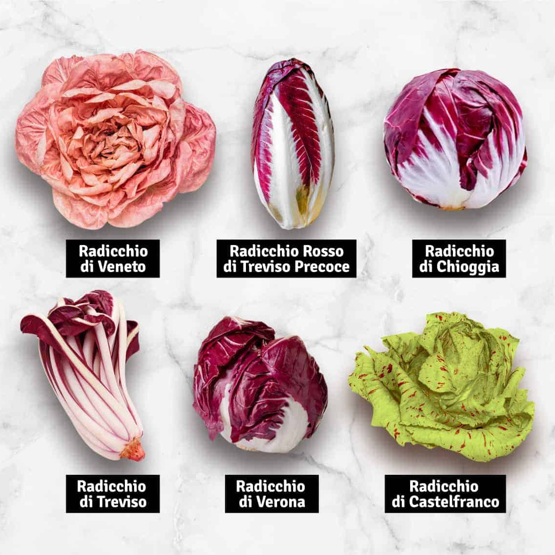 Radicchio 'Rosa di Treviso' Live Plant – Italian Heirloom