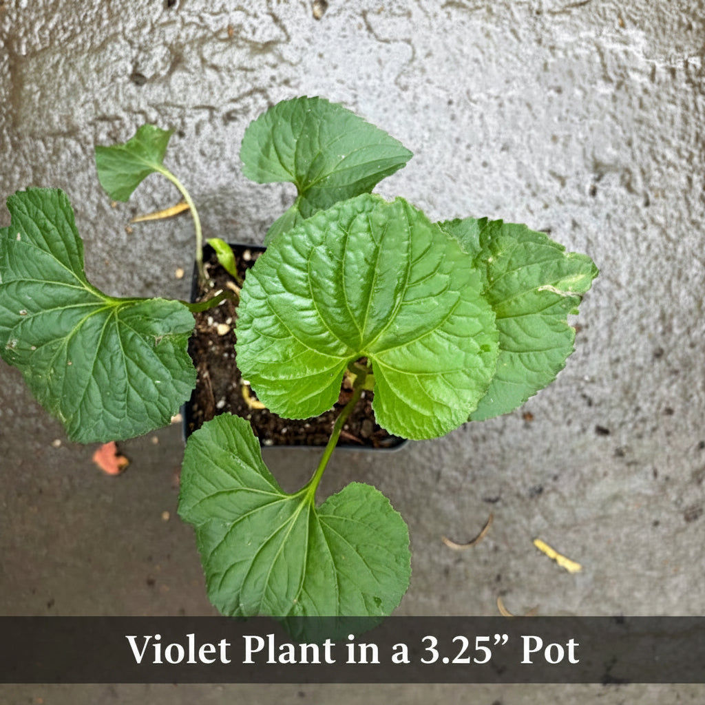 Violet Plant in a 3.25" Pot