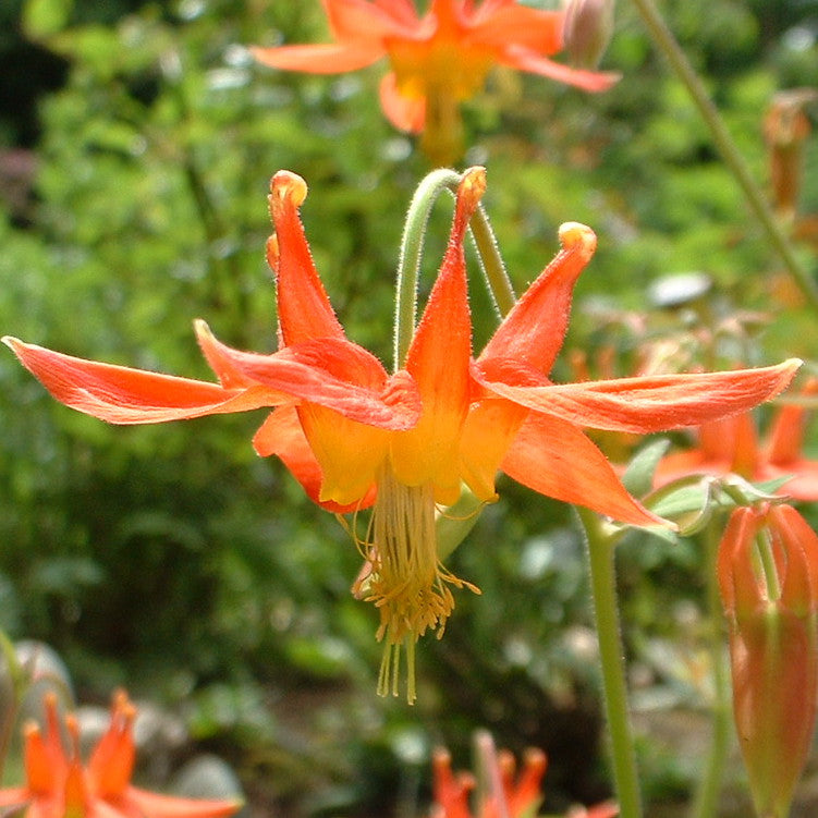 Western Columbine (Aquilegia formosa) Live Plant, Native Perennial, Part Shade, Zones 3–9