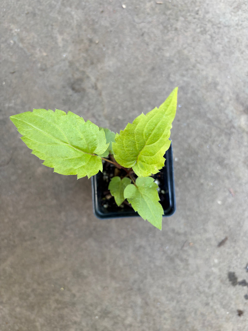 White Wood Aster Seedling in a 2.5" Pot
