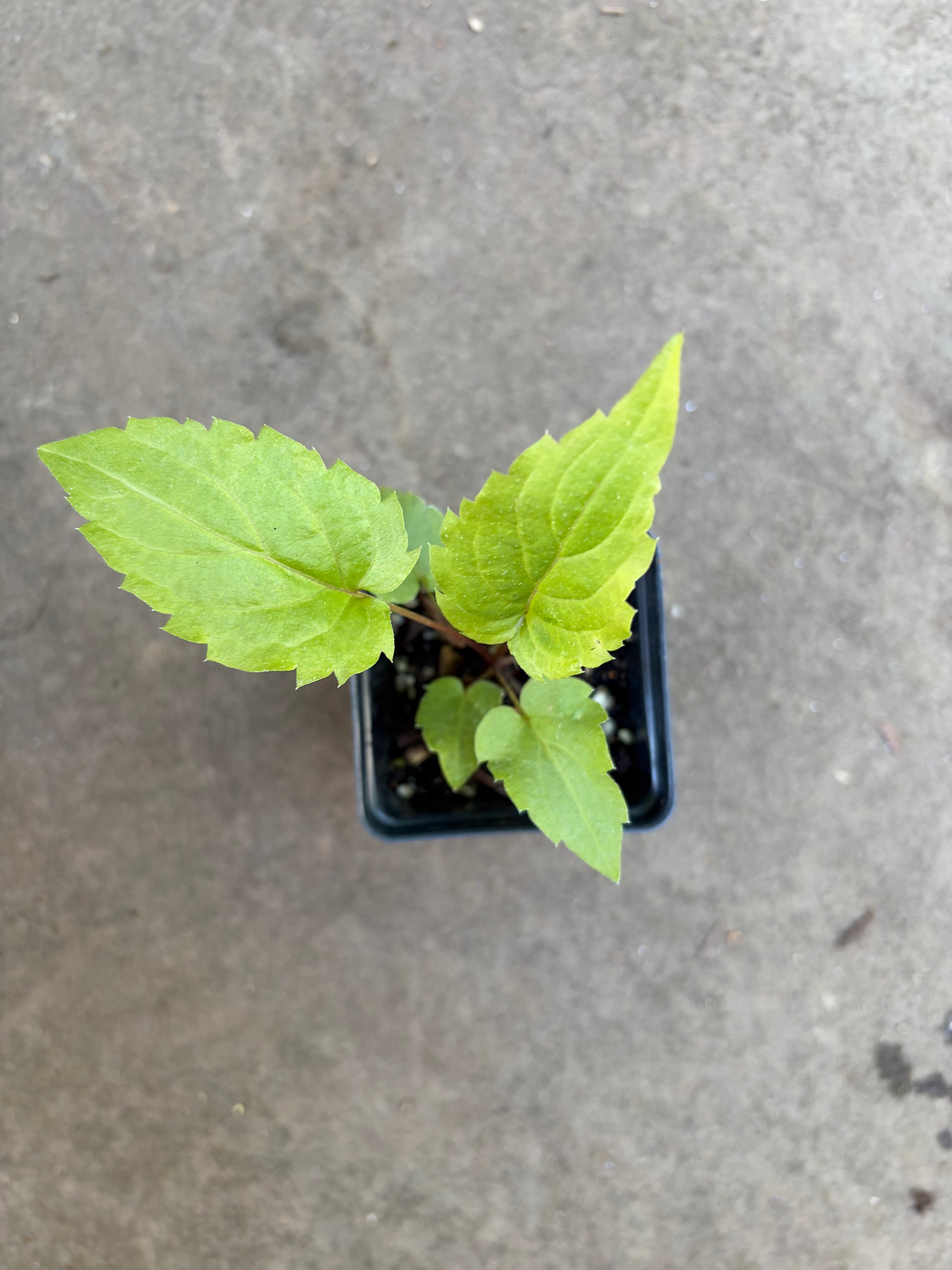 White Wood Aster Seedling in a 2.5" Pot