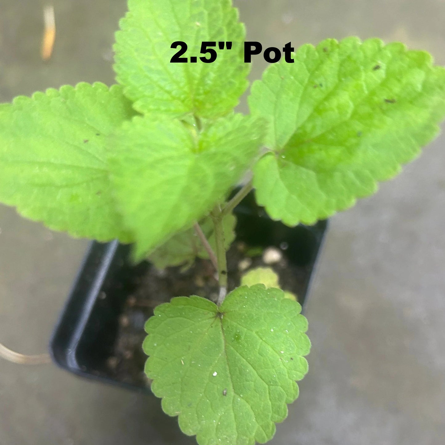 Anise Hyssop Plants (Agastache Foeniculum), Perennial, Full-Part Sun