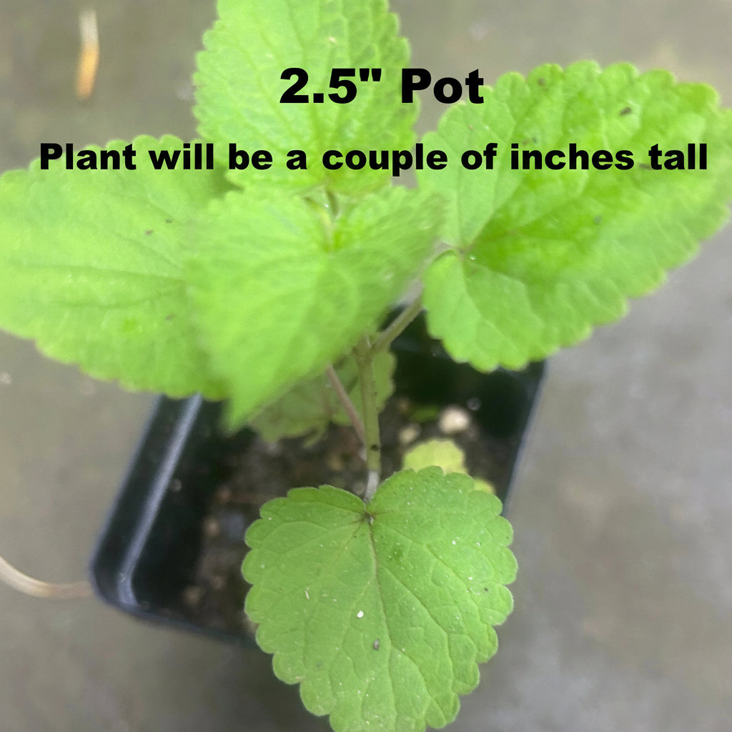 Anise Hyssop Plants - Agastache Rugosa White Giant