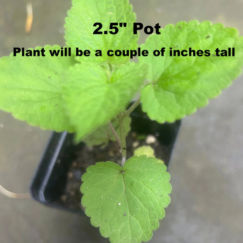 Anise Hyssop Plants - Agastache Rugosa White Giant