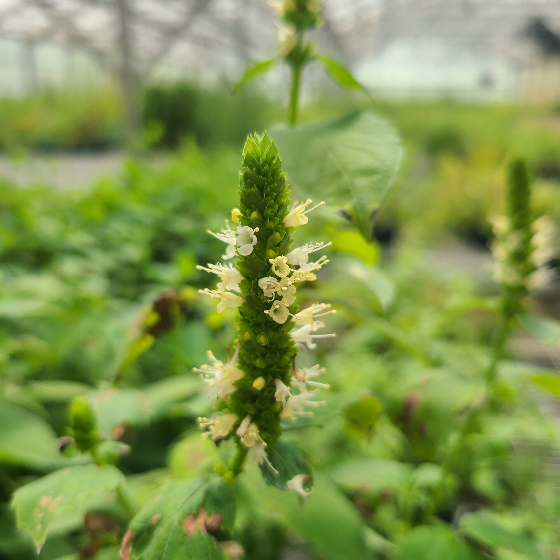 Yellow Giant Hyssop (Agastache Nepetoides) Live Plant