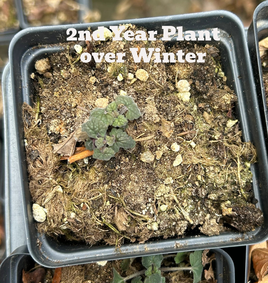 2nd Year Agastache Plant over Winter