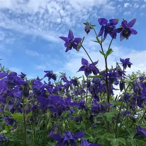 Alpine/Mountain Columbine in Full Bloom