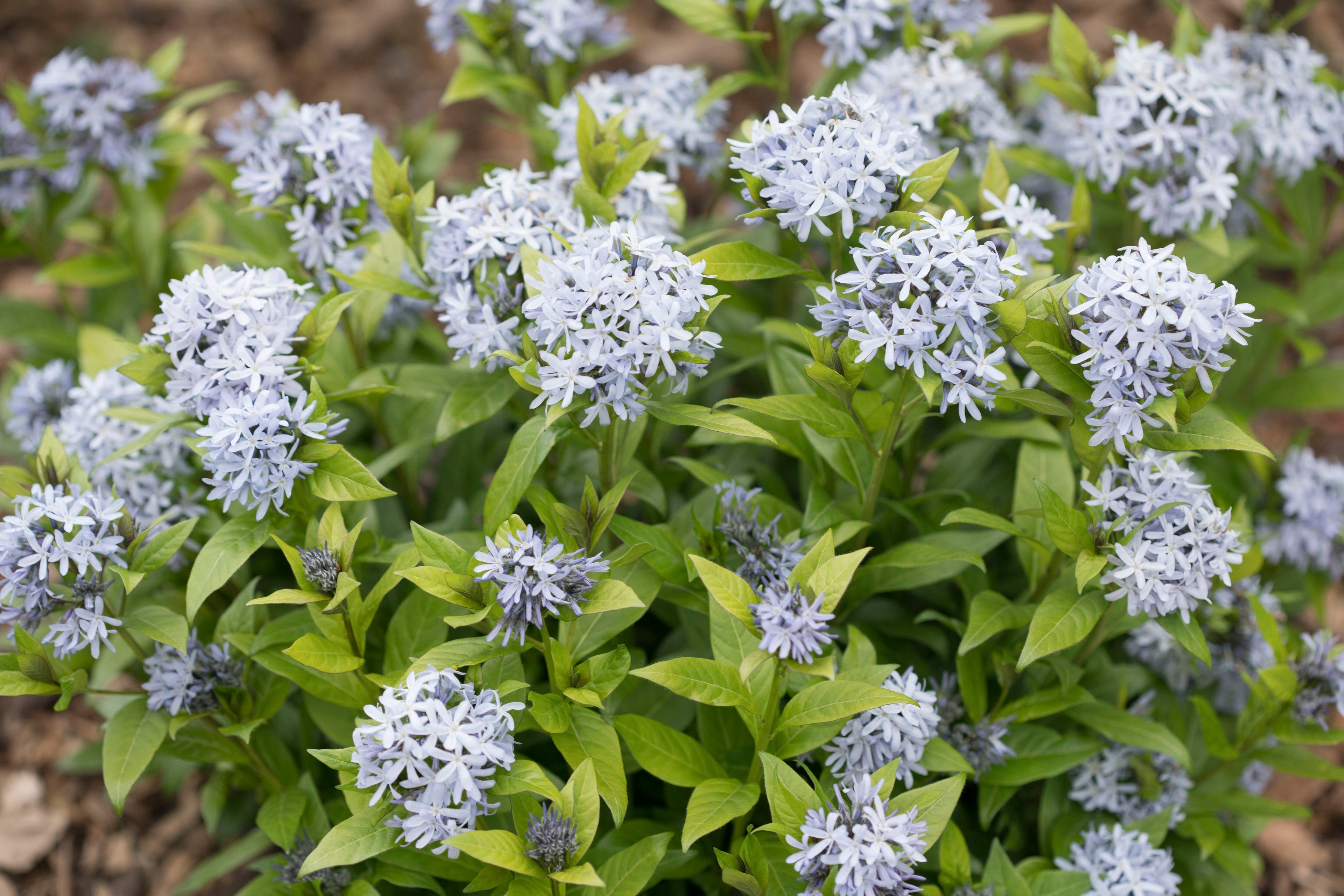 Blue Star (Amsonia) Live Plants