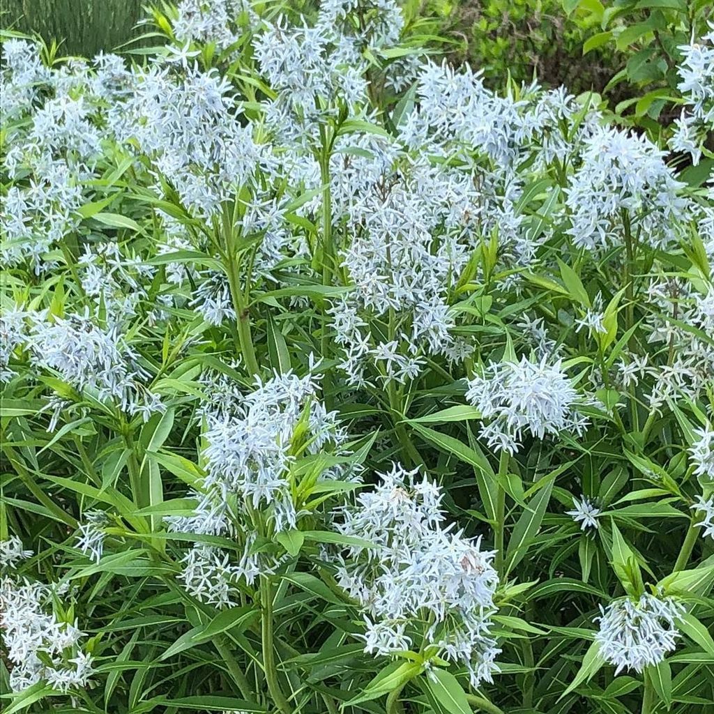 Blue Star (Amsonia) Live Plants