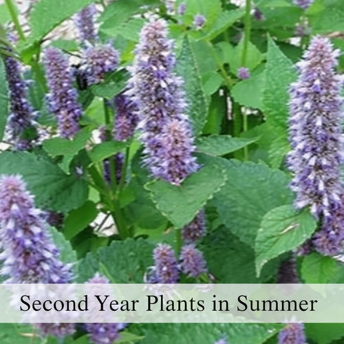 Anise Hyssop - Agastache Foeniculum
