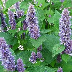 Anise Hyssop - Agastache Foeniculum