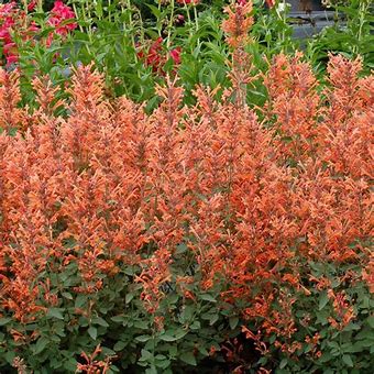 Agastache - Apricot Sprite Plants, Hummingbird Magnet, Perennial, Full-Part Sun, Zones 5-10
