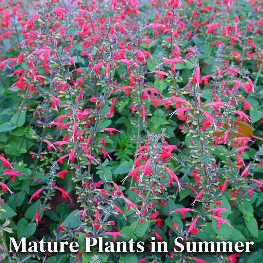 Salvia Roemeriana 'Arriba' - Hot Trumpets, Red Dwarf Sage, Hummingbird Live Plant, Zones 7-10