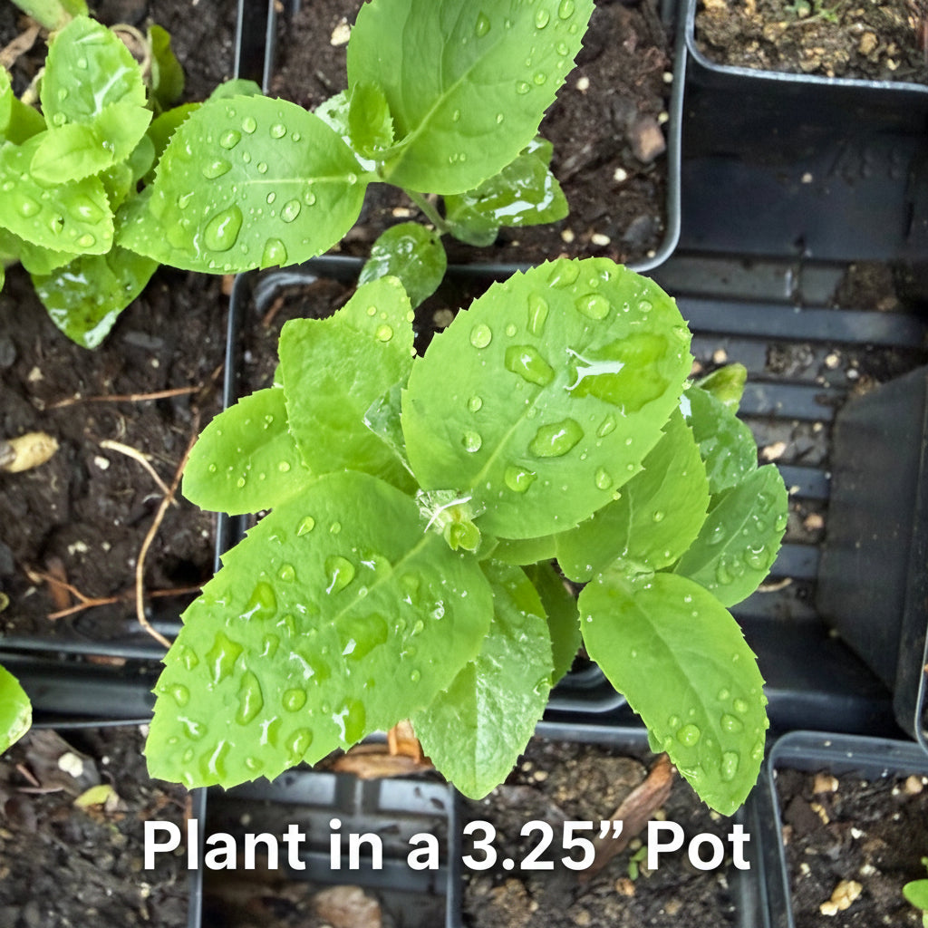 Balloon Flower (Platycodon grandiflorus) Live Plant – Blue-Purple Blooms, Perennial, Zones 3–9