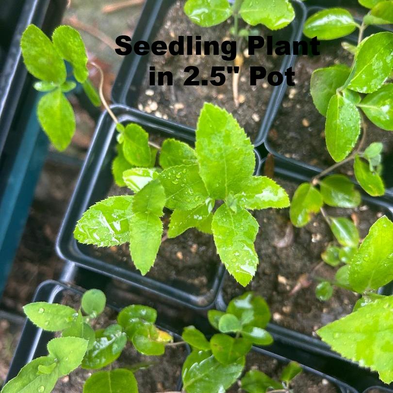 Balloon Flower Seedling