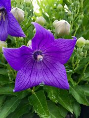 Balloon Flower Plant