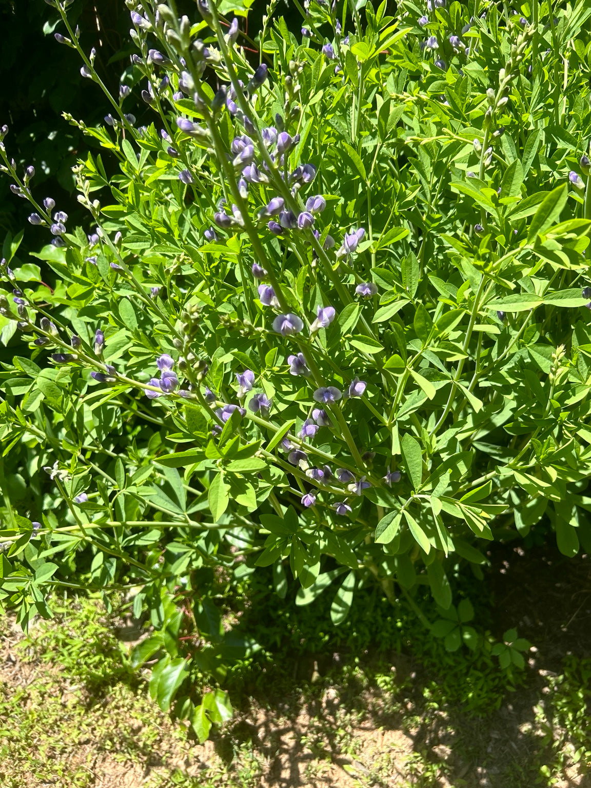 Baptisia australis blue false indigo purple flowers and foliage