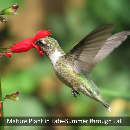 Belize Sage Live Plant (Salvia miniata) – Hummingbird & Pollinator Perennial, Zones 9–11