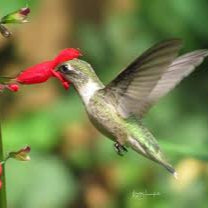 Belize Sage - Misty Mountain Sage, Salvia Plants
