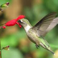 Belize Sage - Red Flowering Perennial, Butterfly Magnet, Easy to Grow, Zones 8-11