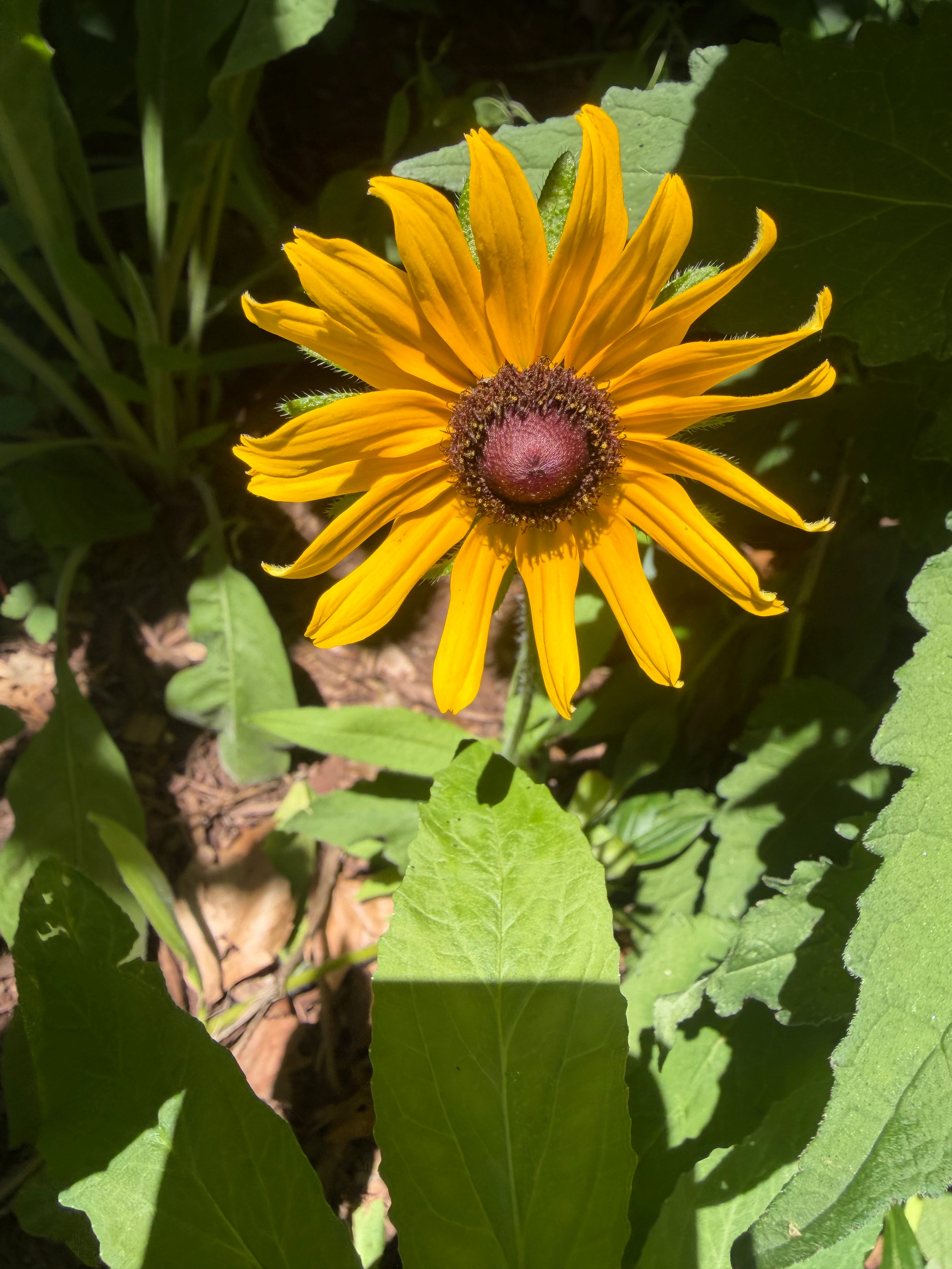 Black Eyed Susan
