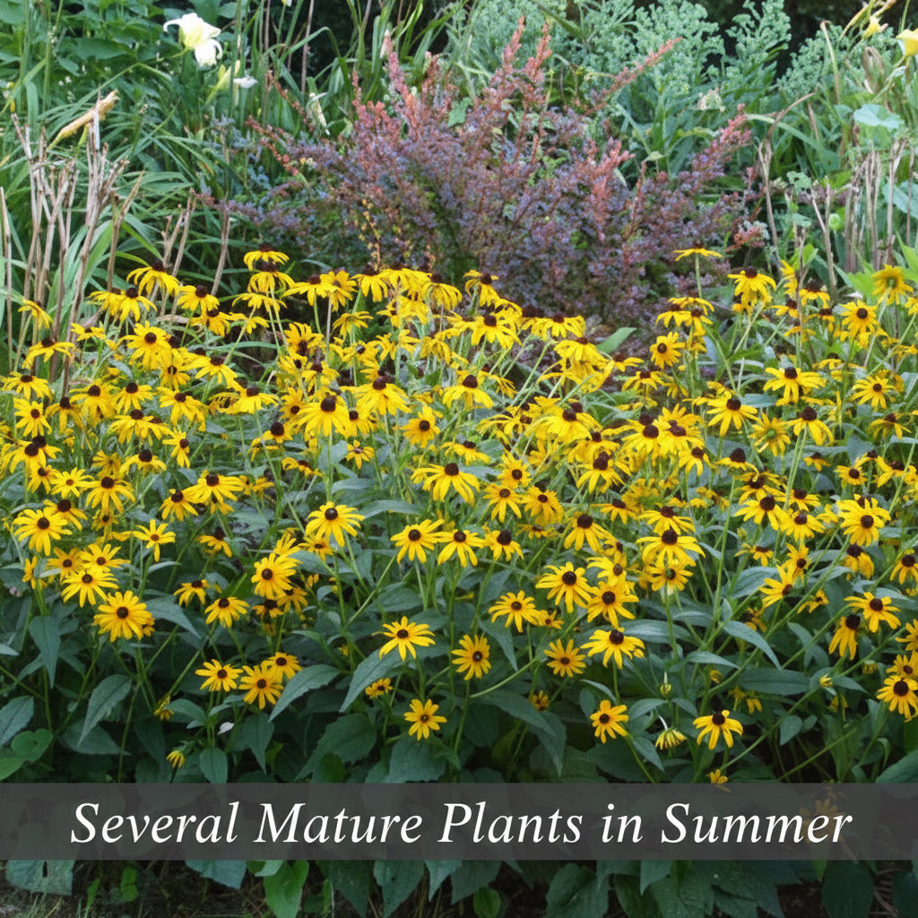 Black Eyed Susan Planted in Mass