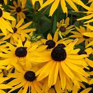 Black-Eyed Susan Live Plant
