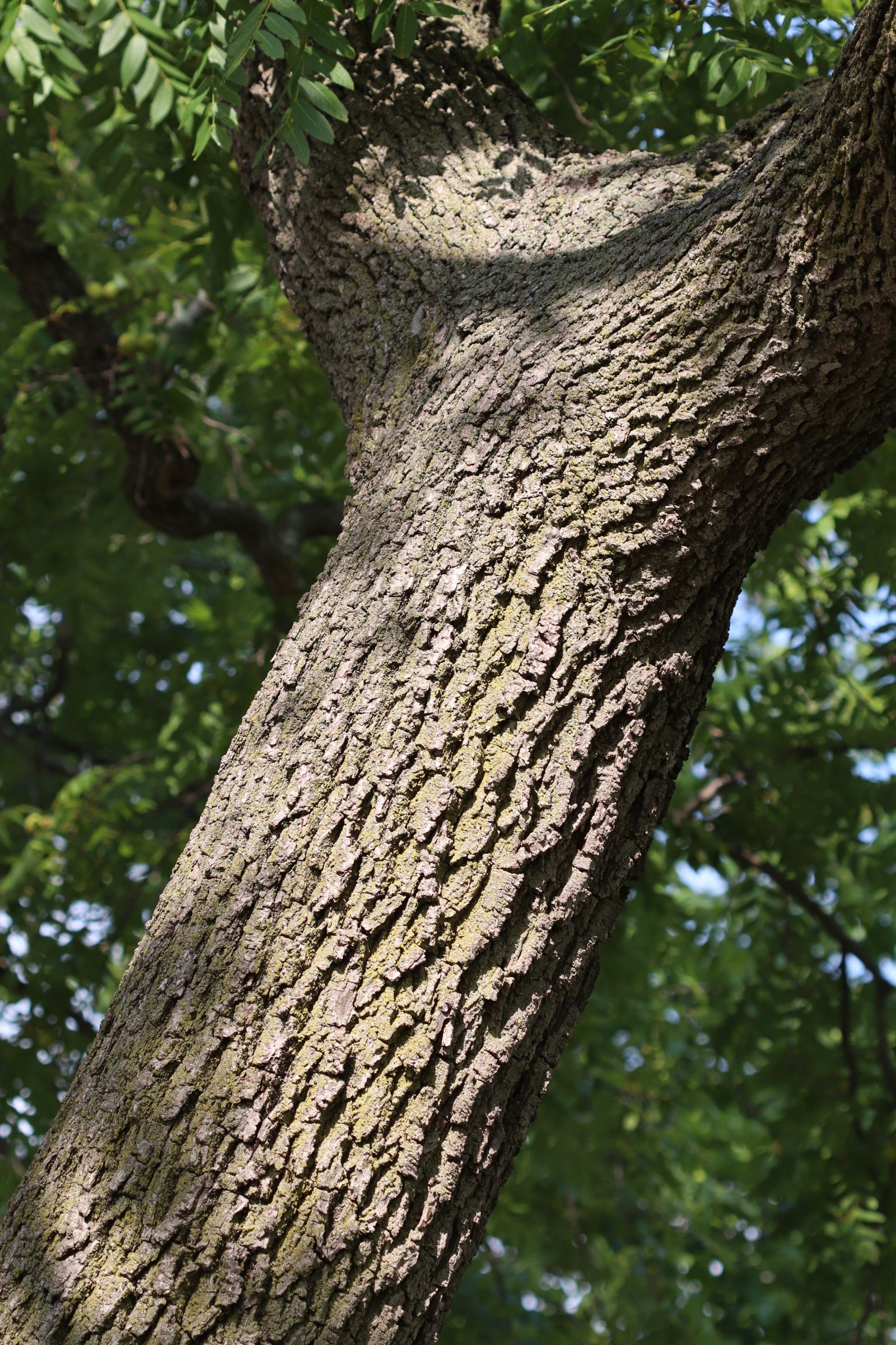 Black Walnut Tree Trunk