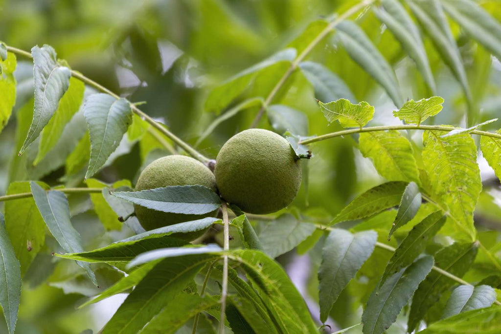 Black Walnuts on Tree