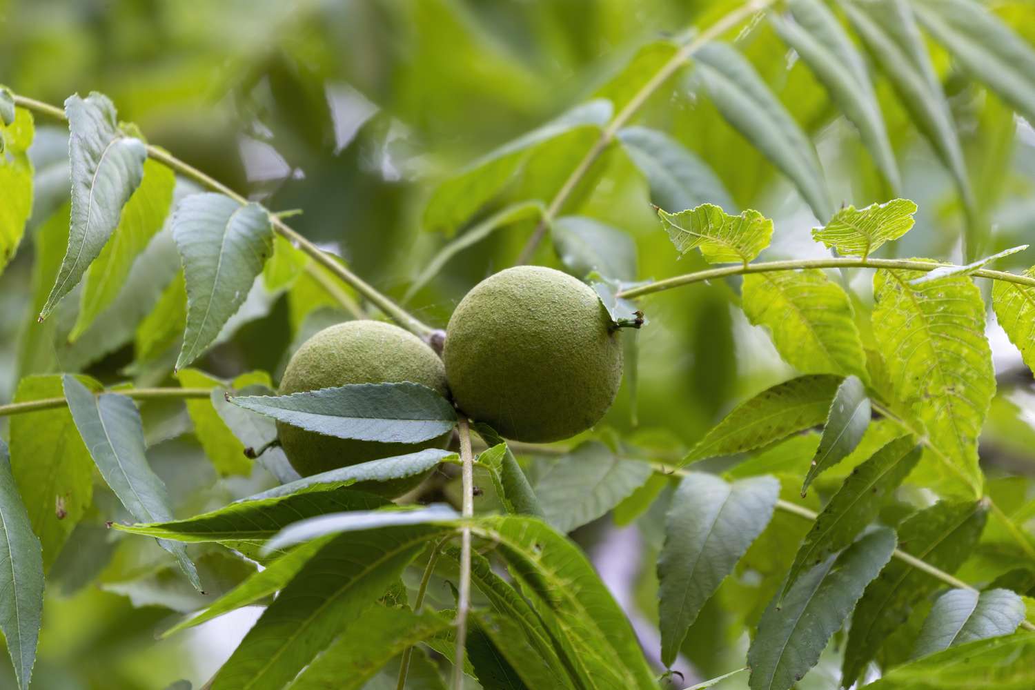 Black Walnuts on Tree