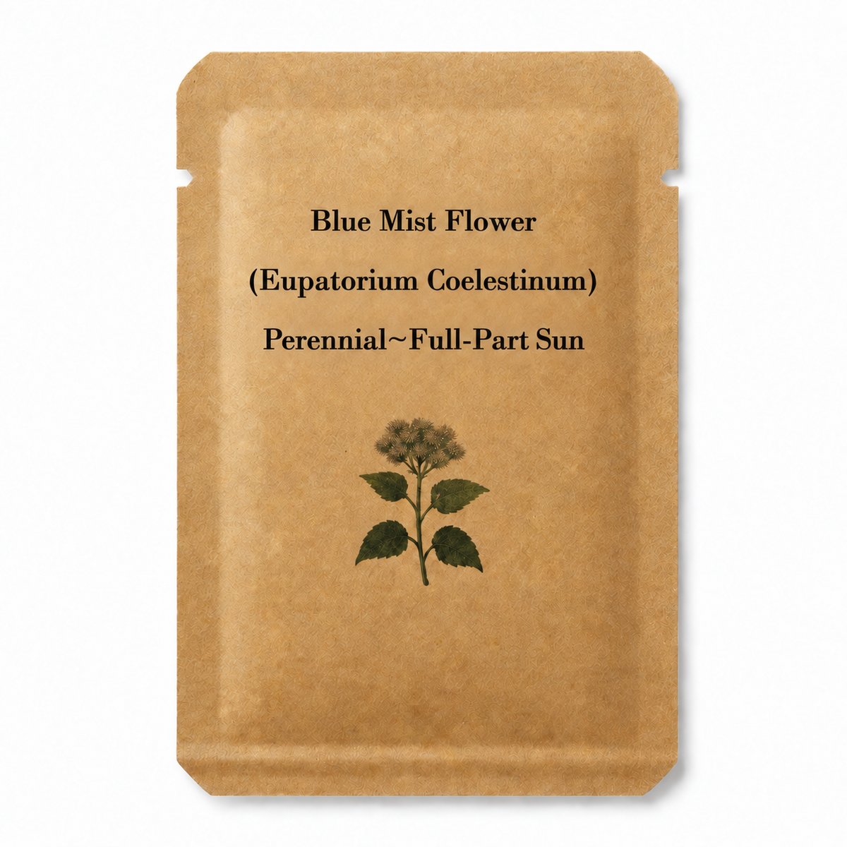 100 Blue Mist Flower Seeds (Conoclinium coelestinum), Native Pollinator Perennial — seed packet image