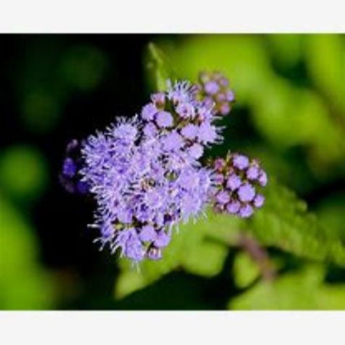 Blue Mist Flower (Conoclinium coelestinum) Live Plants – Native Perennial, Pollinator Magnet, Zones 6–11