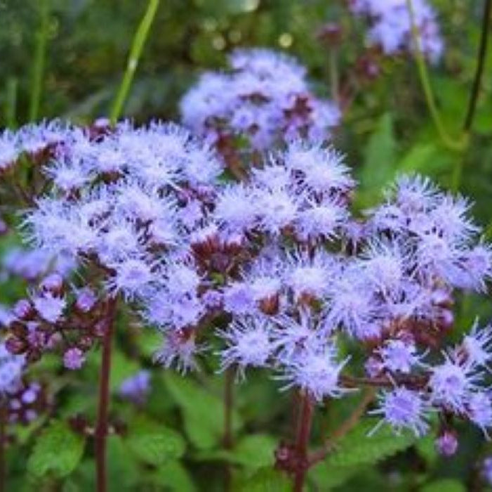 Blue Mist Flower (Conoclinium coelestinum) Live Plants – Native Perennial, Pollinator Magnet, Zones 6–11