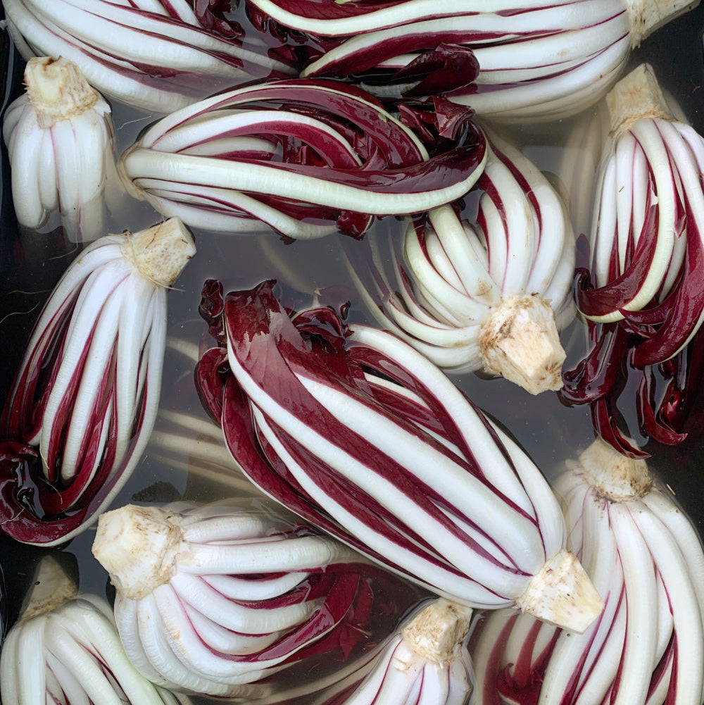 Radicchio 'Botteniga' (Tardivo) Live Plant – Rare Italian Heirloom