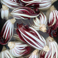 Radicchio 'Botteniga' (Tardivo) Live Plant – Rare Italian Heirloom